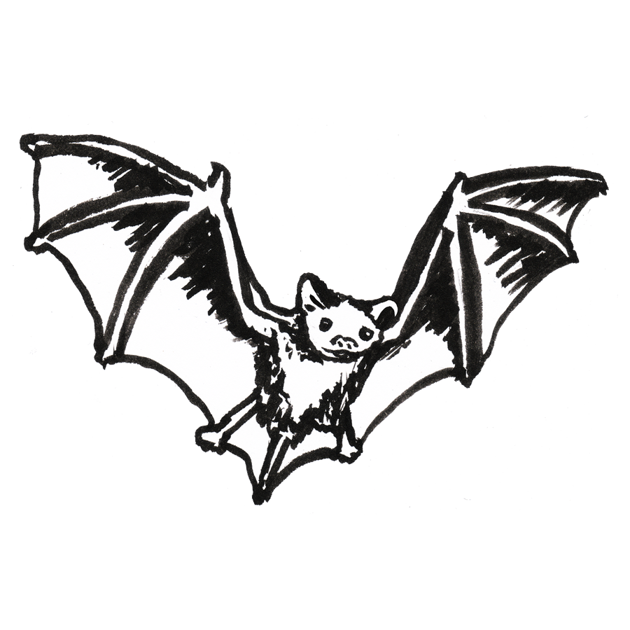 Bat