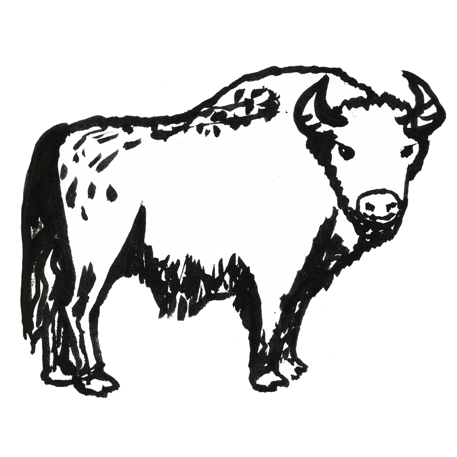 Bison