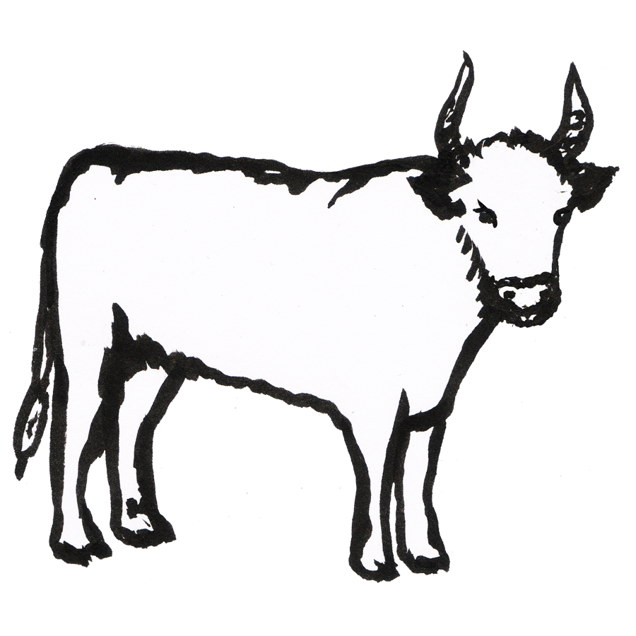 Cows