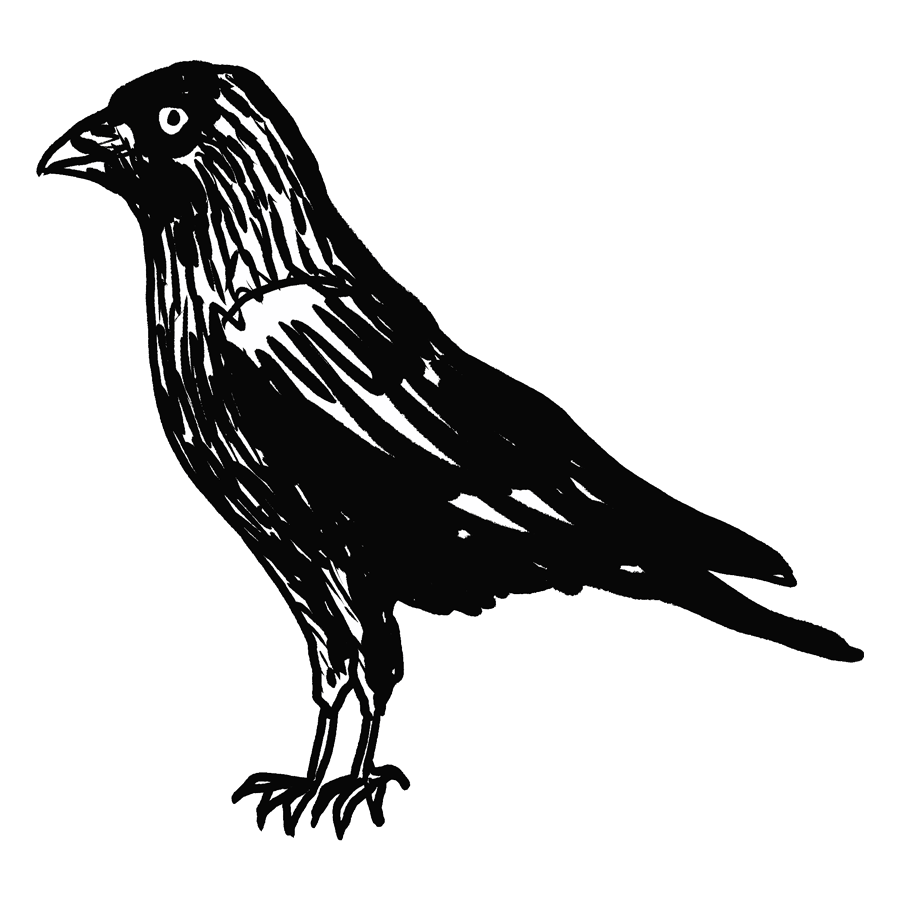 corvids