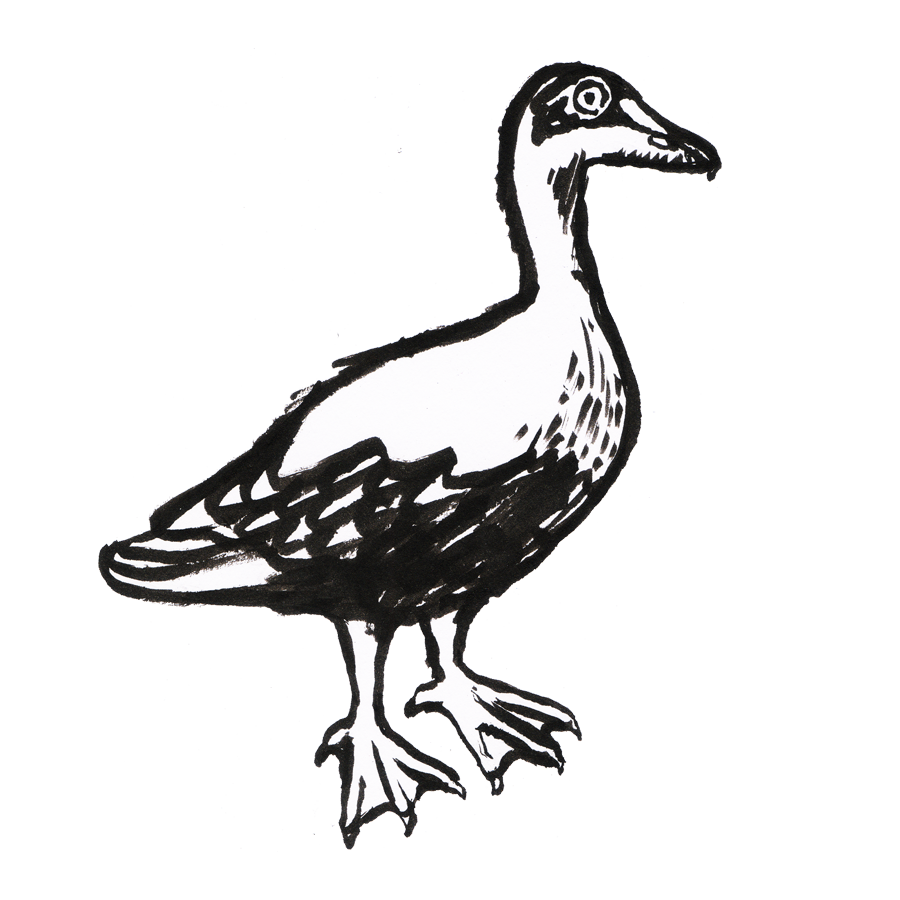 Eider Ducks