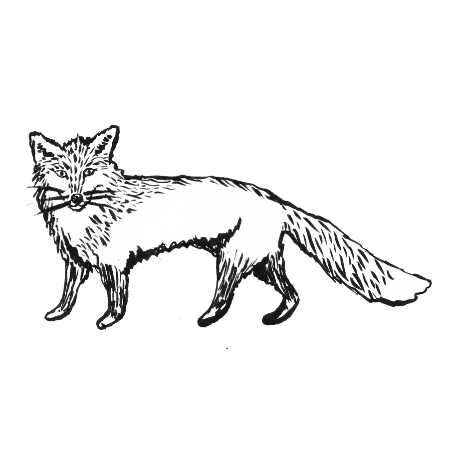 Fox