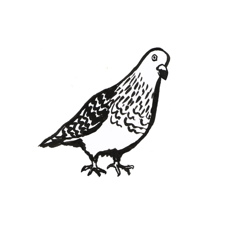 Pigeons